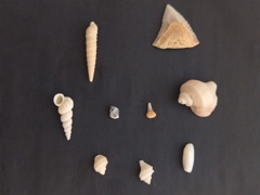 とっておきコレクション