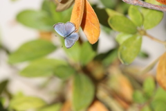 枯れ葉にルリシジミ20231119