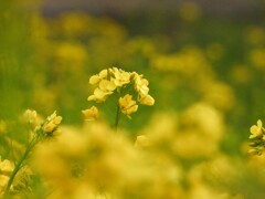 菜の花畑