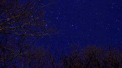 木々の先にカシオペア