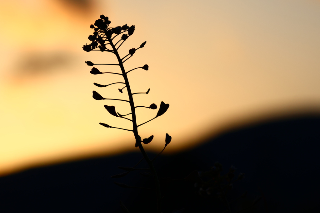 夕焼けにぺんぺん草