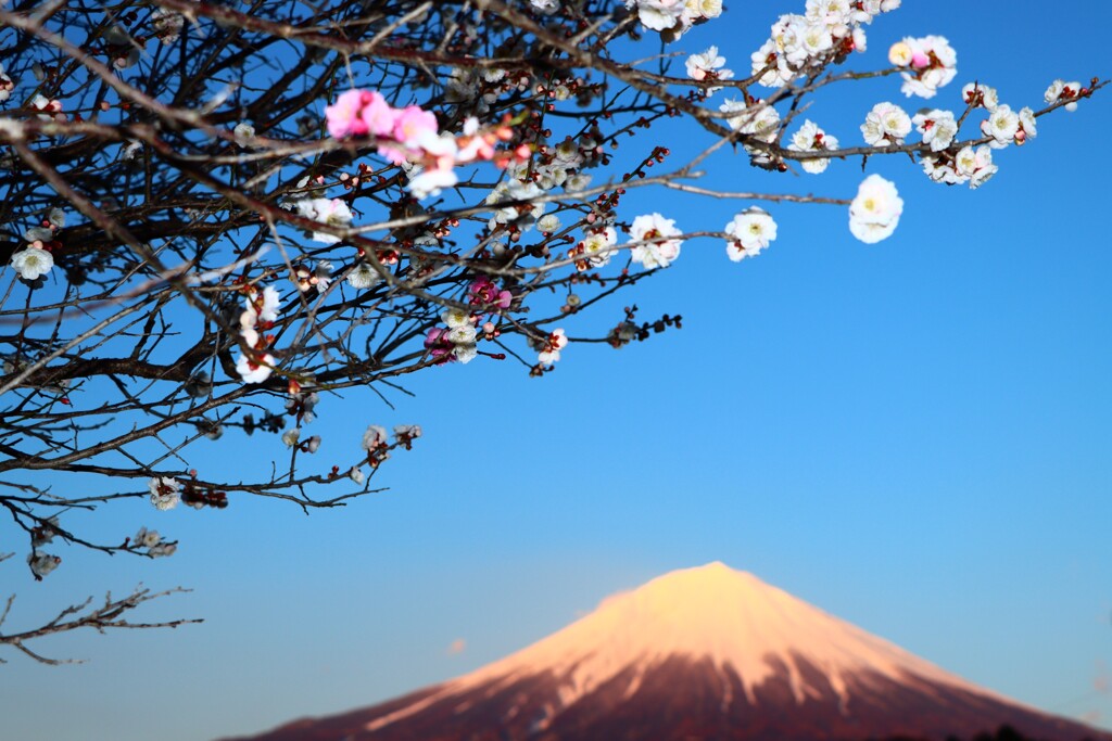 梅と富士山
