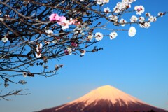 梅と富士山