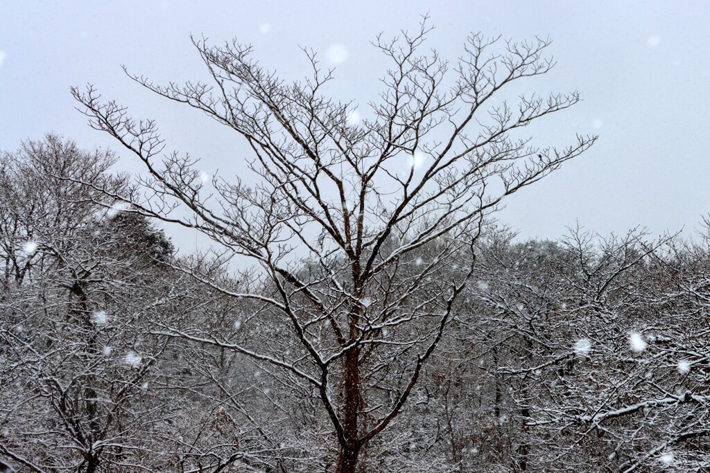 朝霧高原での降雪