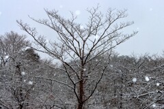 朝霧高原での降雪