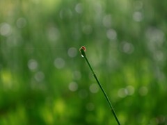 きらり