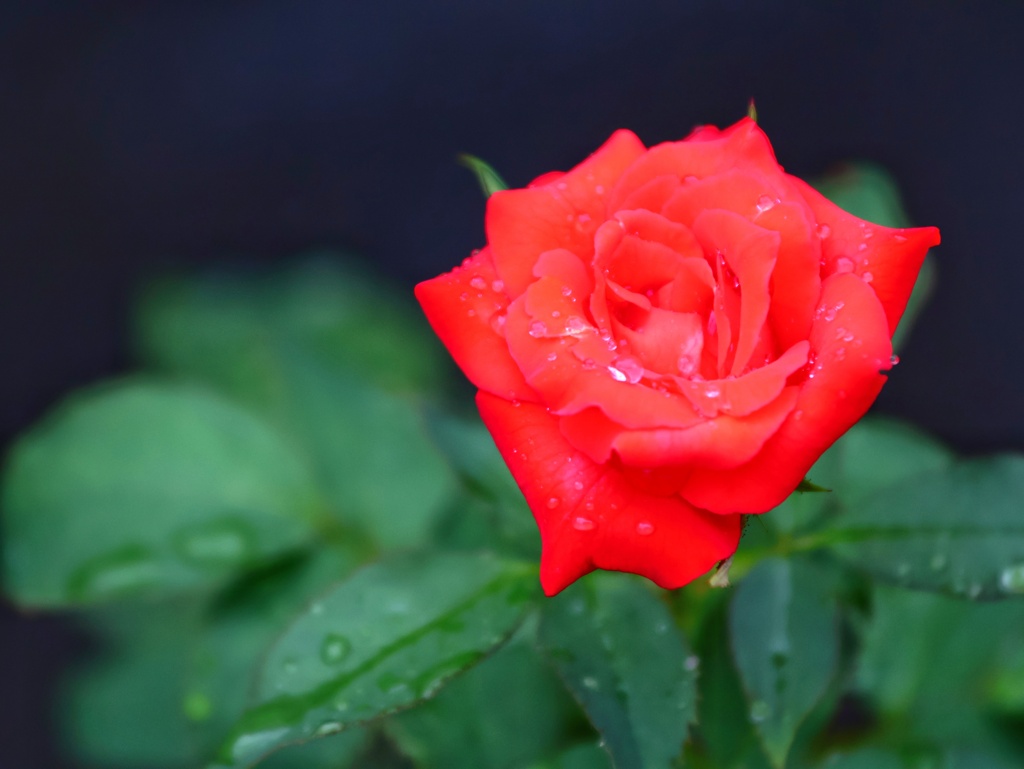 家の薔薇