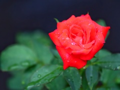 家の薔薇