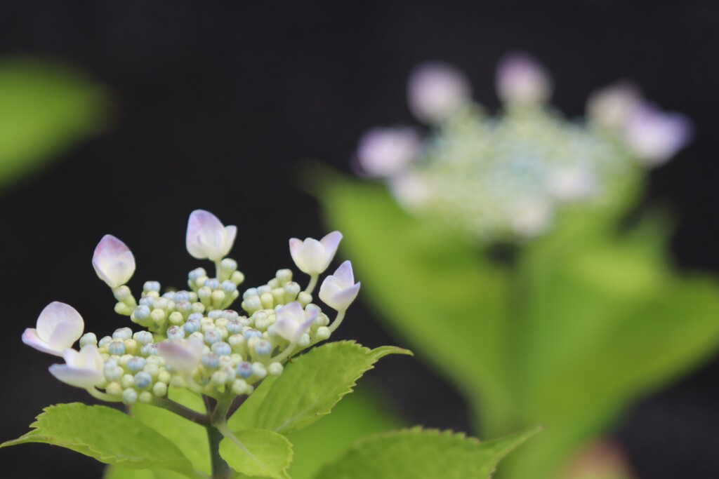 家の紫陽花