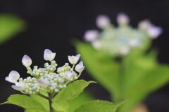 家の紫陽花