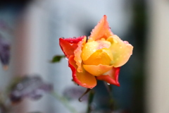 家の薔薇