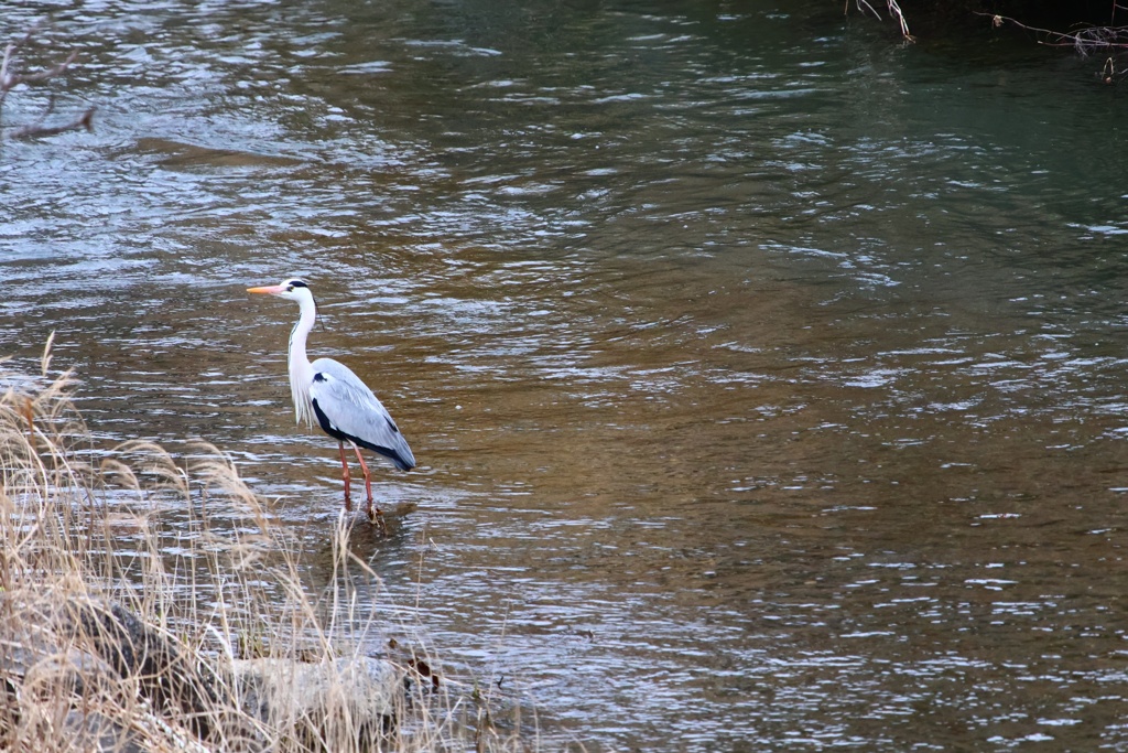 川辺のアオサギさん
