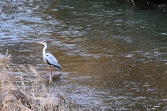 川辺のアオサギさん
