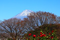 バラと富士山