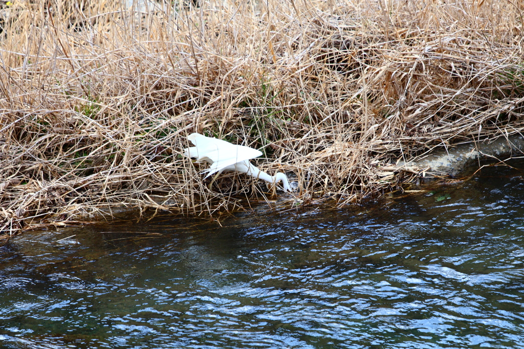 しらさぎさん突撃