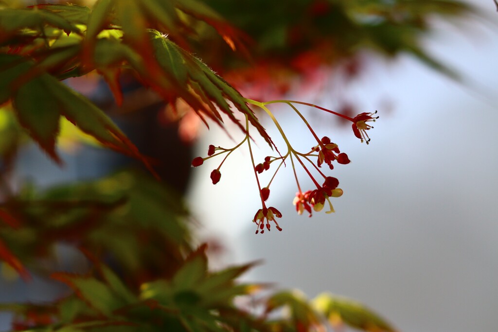 家のもみじ（花）