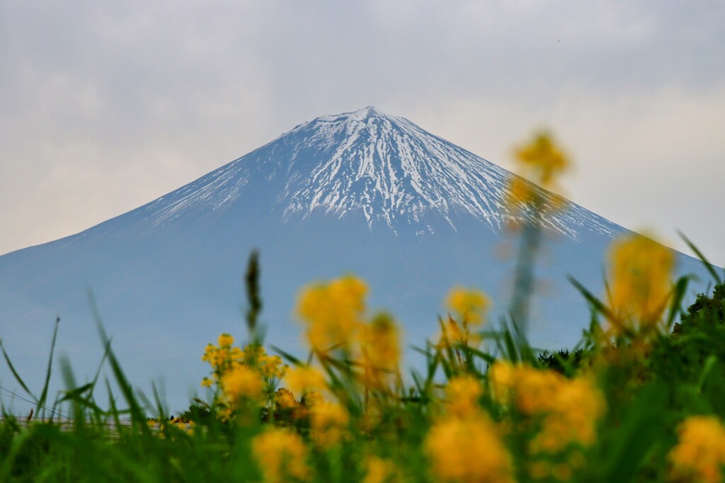 富士山と菜の花