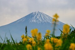 富士山と菜の花