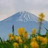 富士山と菜の花