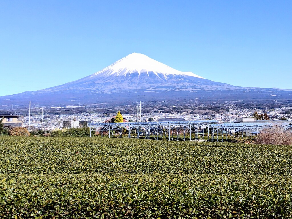 お茶畑と富士