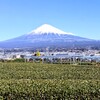 お茶畑と富士