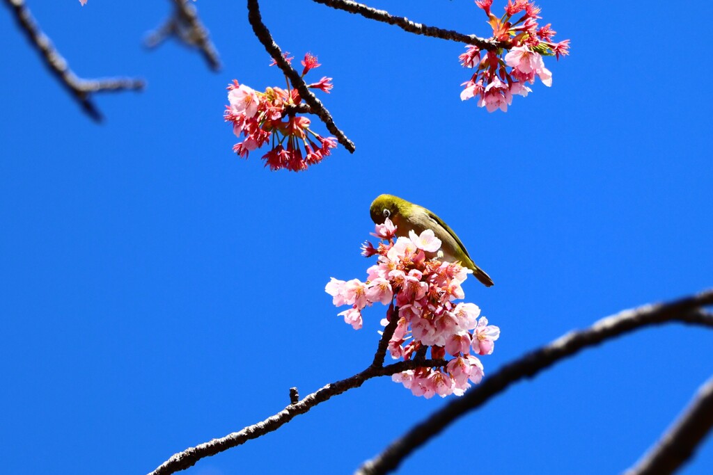 めじろさんのお食事