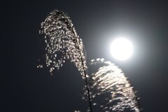 月灯りをバックライトに