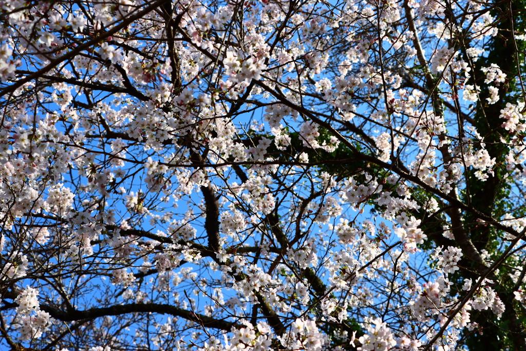 桜がいっぱい