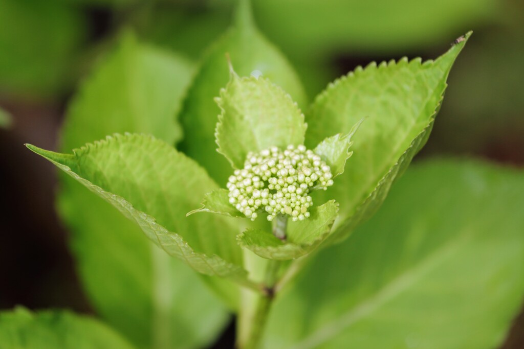 家の紫陽花（花芽がつきました）