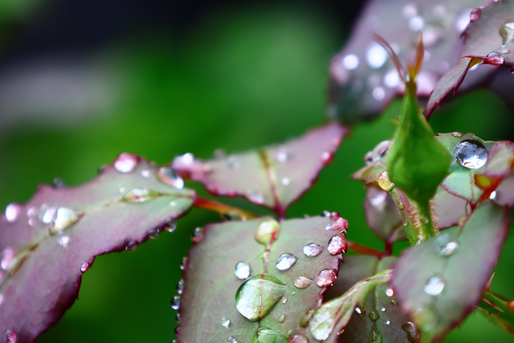 家のばら（雨上がり）