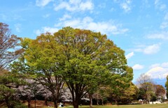近所の公園から見た富士山