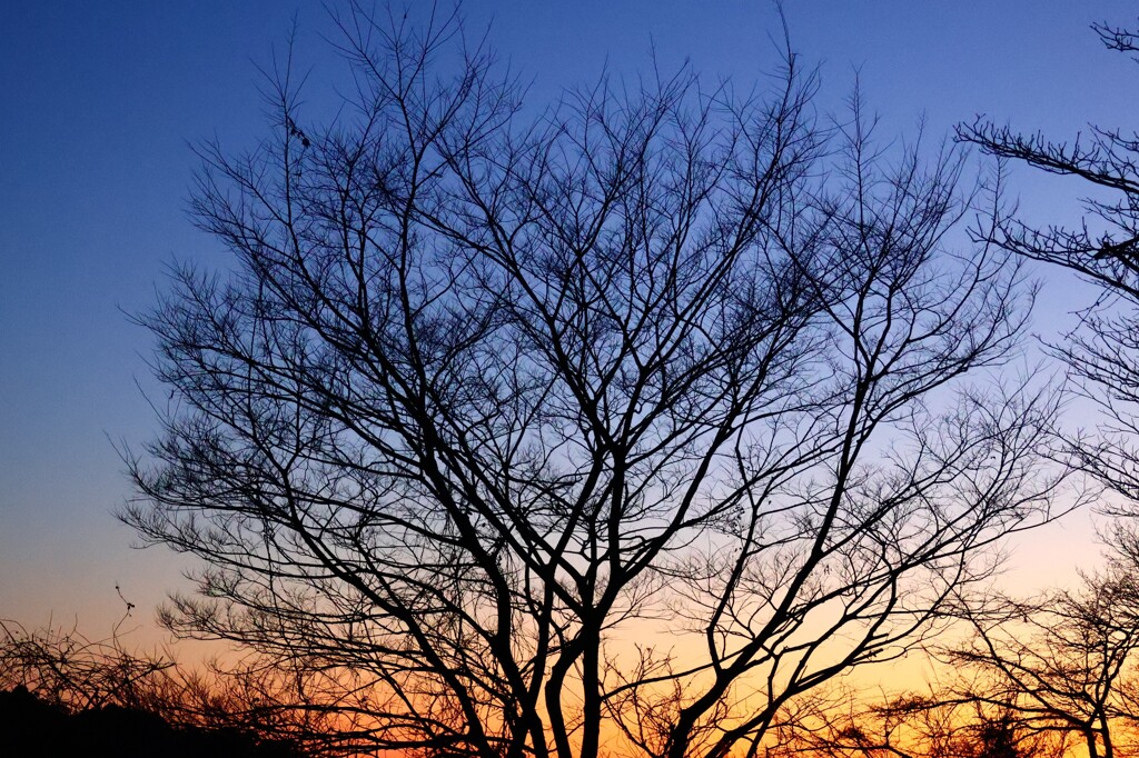 夕暮れ