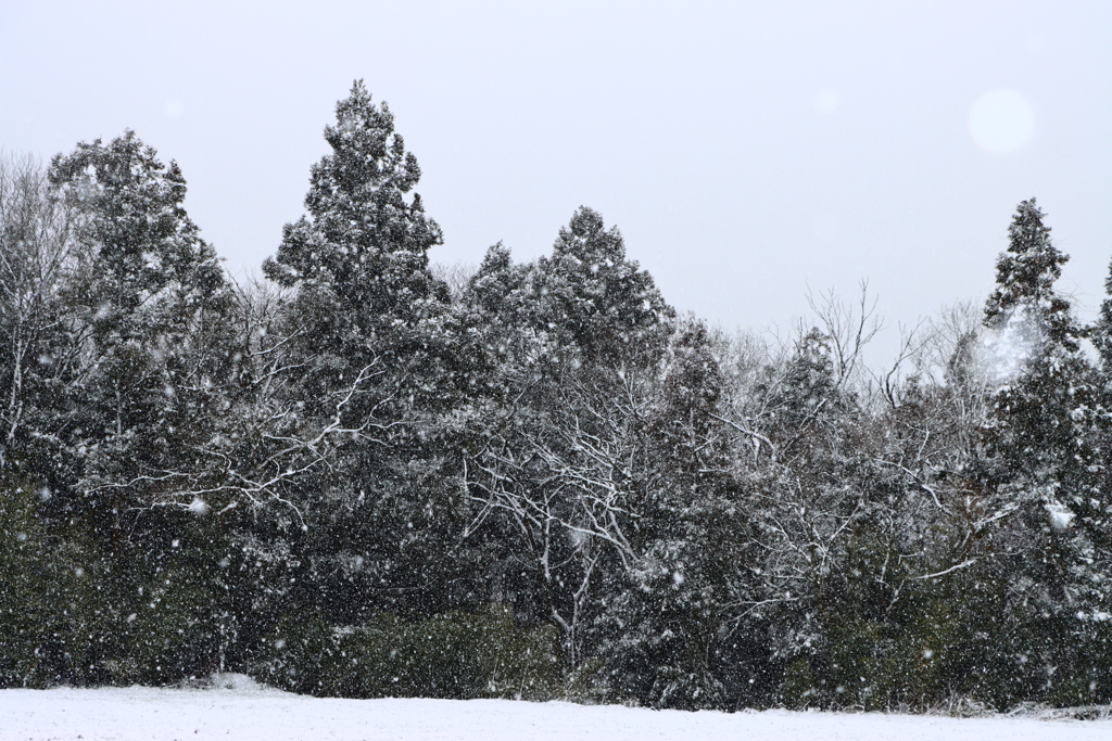 降雪