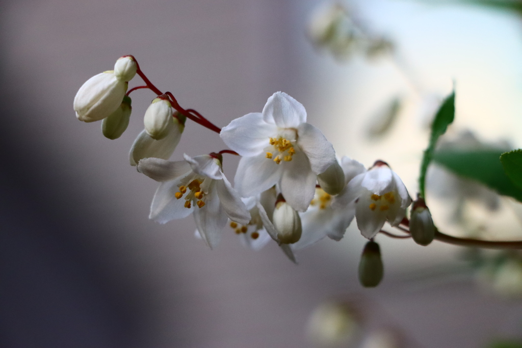 家のうつぎ（開花）