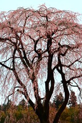 枝垂れ桜