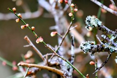 古木からの芽吹