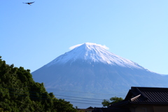 鳥が