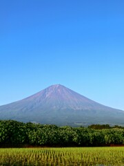 田んぼと富士と青空と