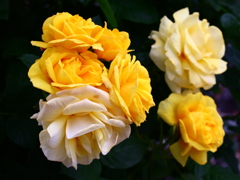 薔薇づくし