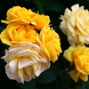 薔薇づくし
