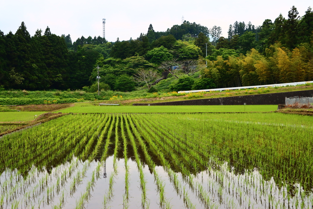 田植え後の風景