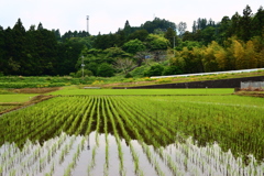 田植え後の風景