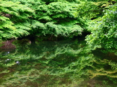 ５月の小さな池