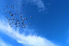 梅雨の中休みに鳩の群れ