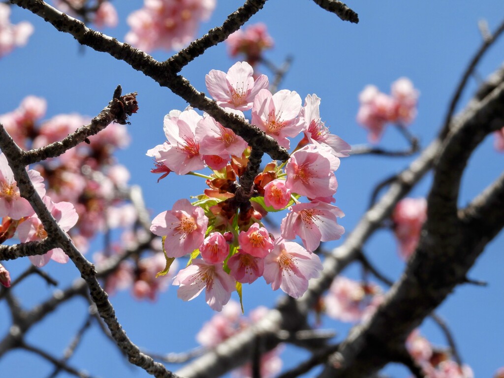 春ですね