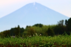 シロツメクサと富士山