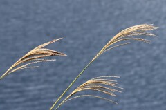 秋ですね 秋ですね