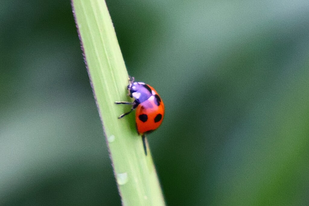 ナナホシさん