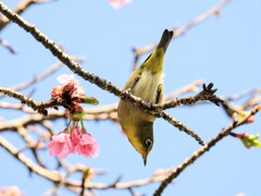 メジロさんとさくら