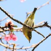 メジロさんとさくら